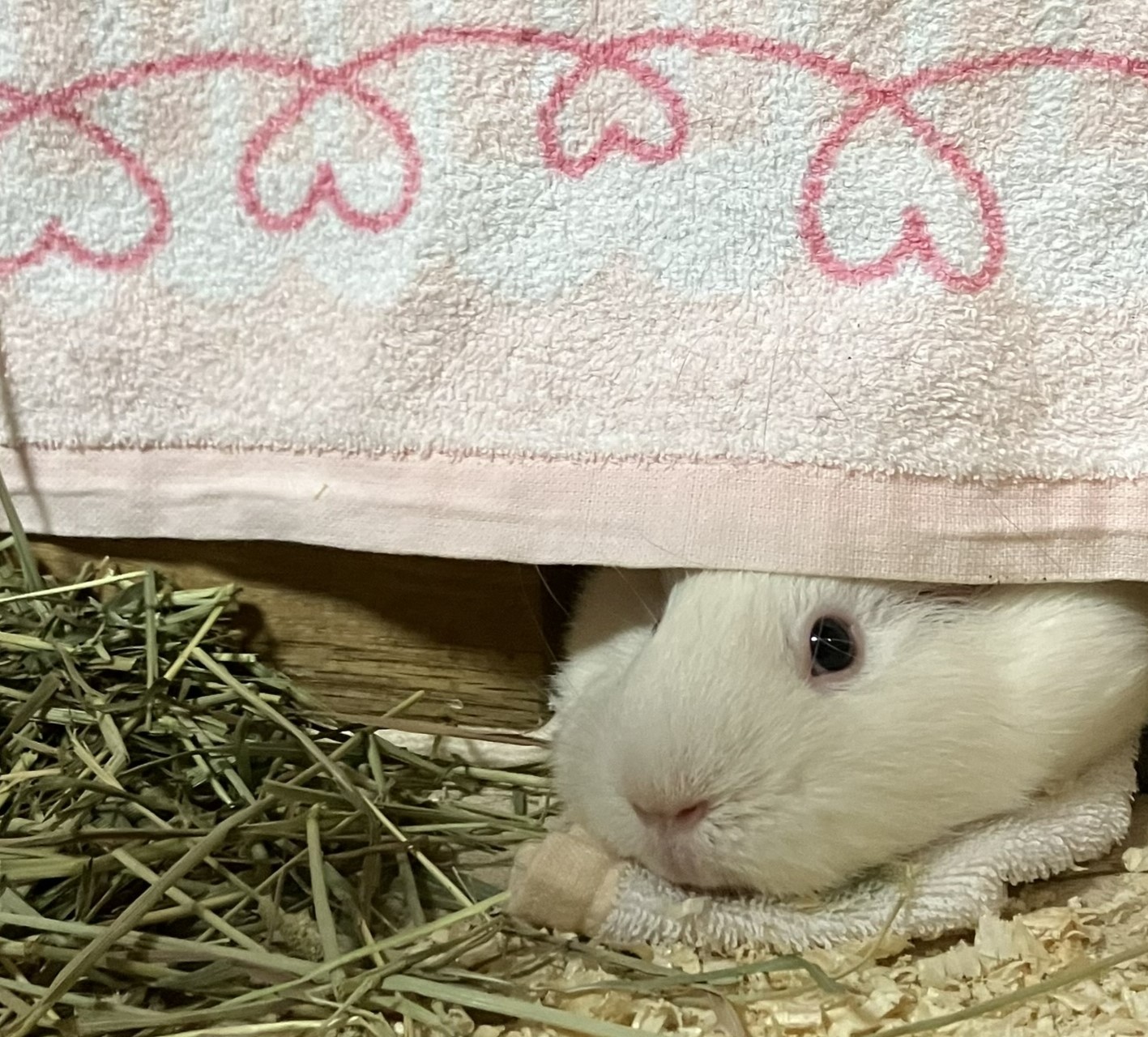 zumi
