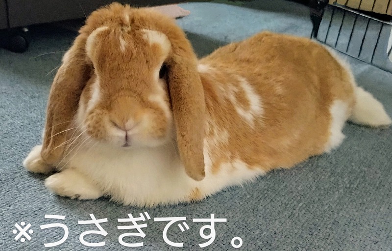 米さん
